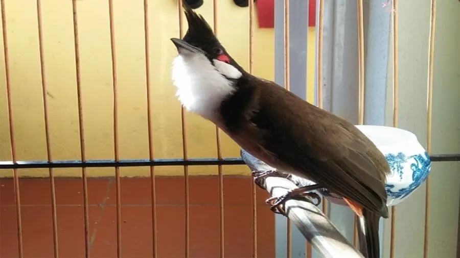 4 Bước Hướng Dẫn Cách Thuần Chào Mào Nhanh Dạn Người Hiệu Quả