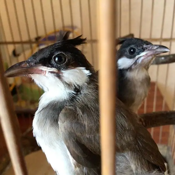 Cách Chăm Sóc Chào Mào Thay Lông Nhanh Và Hiệu Quả