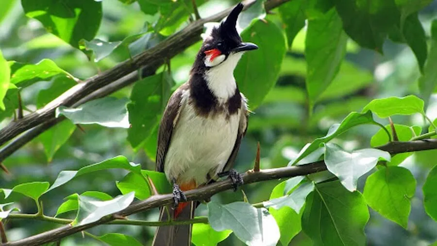 Cách Ép Chào Mào Bổi Ra Giọng: Bí Quyết Để Chim Hót Hay Và Tự Tin