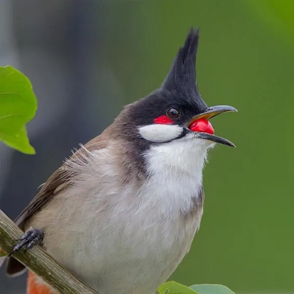 Cách Lấy Lại Lửa Cho Chim Chào Mào Khi Thay Lông Xong
