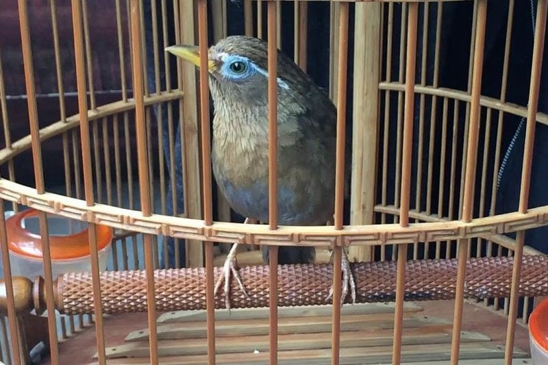 Cách nuôi chim họa mi