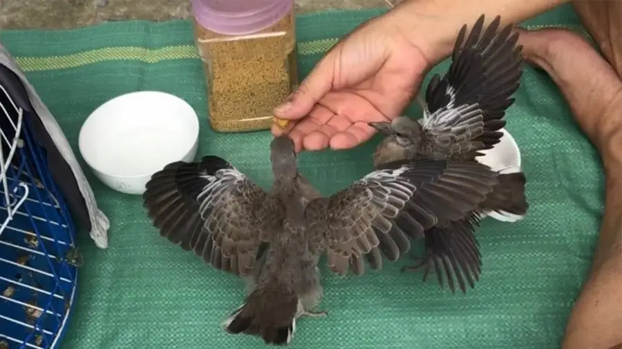 Cách Phân Biệt Chim Cu Gáy Thái Và Cu Gáy Ta Đơn Giản Nhất