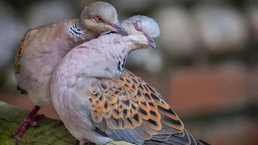 ky-thuat-nuoi-chim-cu-gay-2.webp