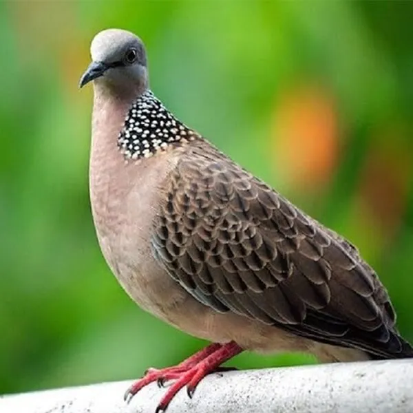 Cách Phân Biệt Chim Cu Gáy Trống Và Mái Chính Xác