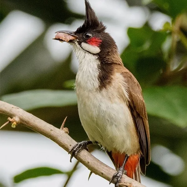 Chào Mào Non Nuôi Bao Lâu Thì Má Đỏ? Cách Chăm Sóc Hiệu Quả