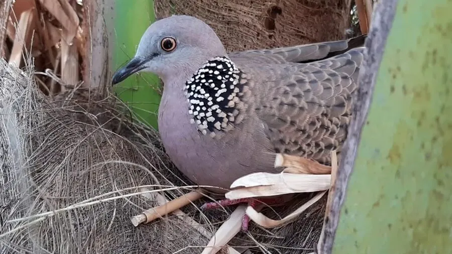 Chế Độ Ăn Uống Giúp Chim Cu Gáy Phát Triển Khỏe Mạnh