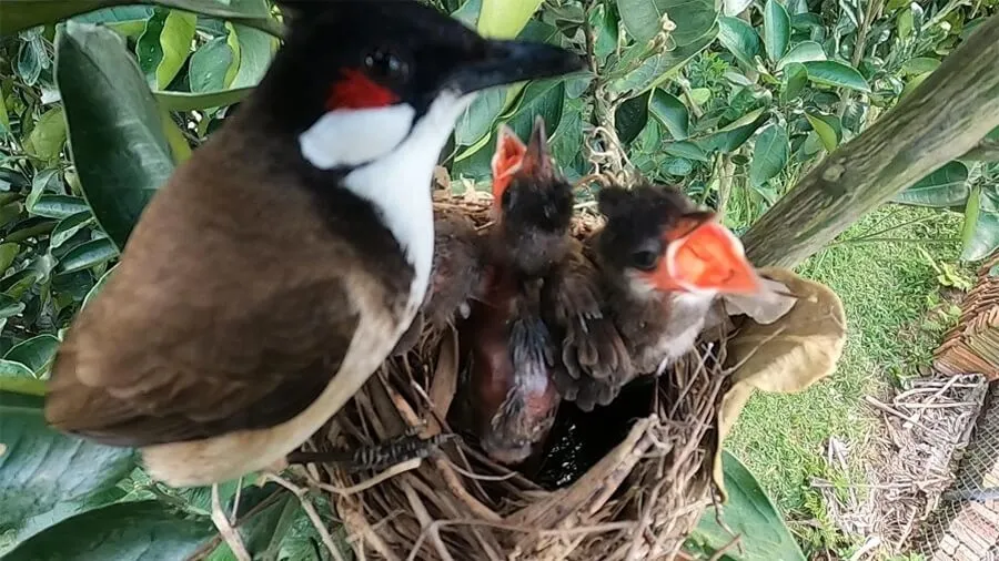 Chim Chào Mào Đỏ: Đặc Điểm, Phân Loại Và Cách Chăm Sóc