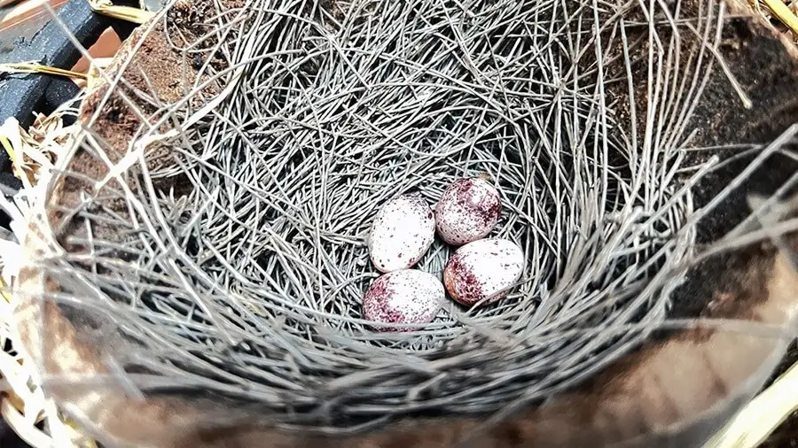 Hướng Dẫn Cách Ấp Trứng Chim Cảnh Và Chăm Sóc Chim Non Hiệu Quả