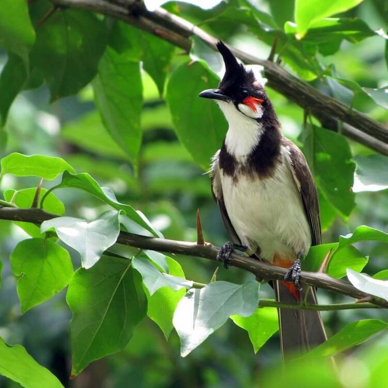 chào mào bị sâu lông