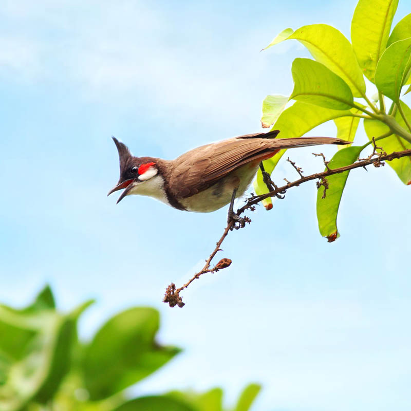 chào mào bị sâu lông