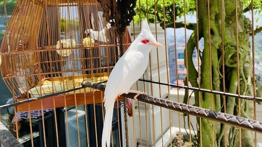 Hướng Dẫn Cách Nuôi Nhiều Chào Mào Trong Nhà Hiệu Quả