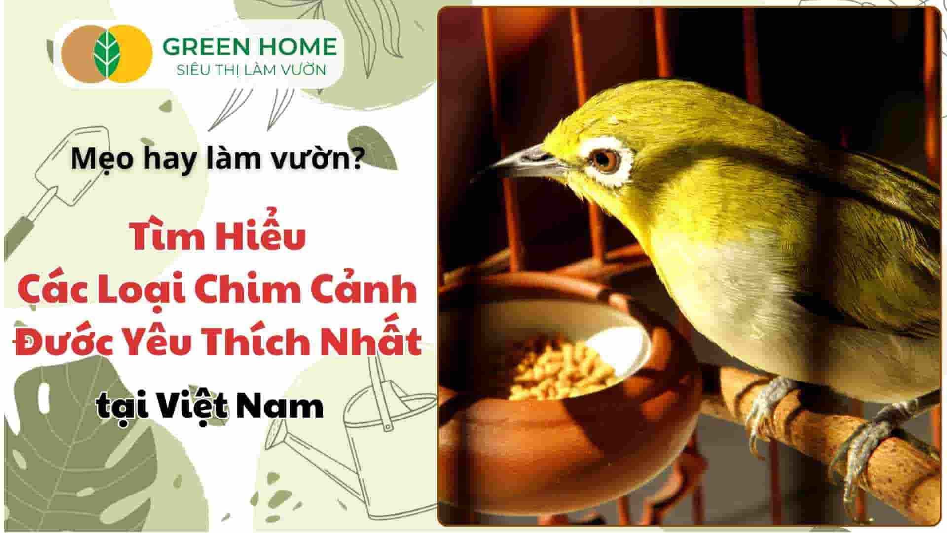 Khám Phá 5 Loại Chim Cảnh Phổ Biến Tại Việt Nam: Vẻ Đẹp Và Tiếng Hót Tuyệt Vời