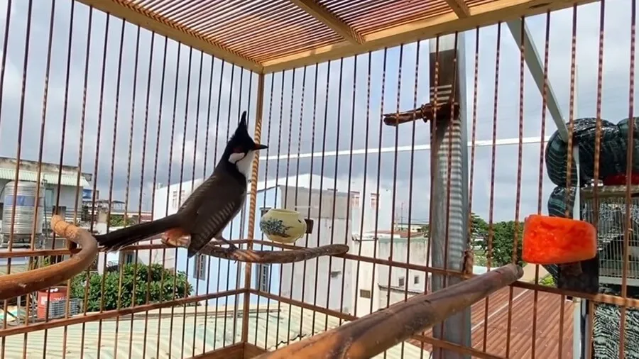 Khi Nào Thì Tập Lực Cho Chào Mào? Thời Điểm Phù Hợp Để Tập Lực Cho Chim