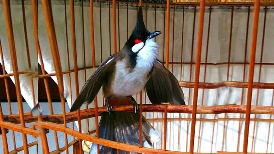 Những Điều Cần Lưu Ý Khi Nuôi Chim Cảnh Cho Người Mới