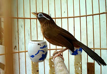 Những kinh nghiệm đúc kết khi nuôi chim họa mi Những kinh nghiệm đúc kết khi nuôi chim họa mi