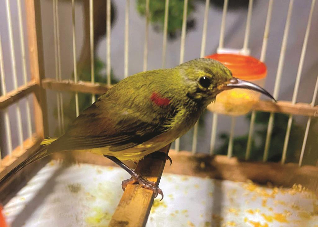 Ở An Giang, con vật nuôi làm cảnh đẹp như phim, có con giá trị lên tới vài chục triệu, loài nào là đắt nhất?