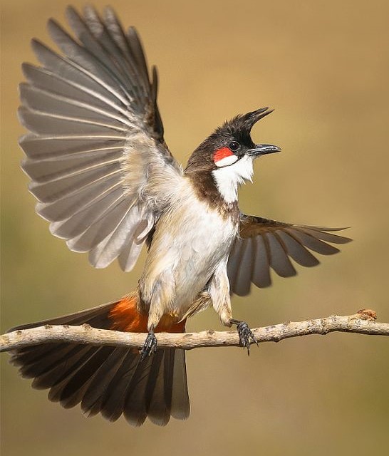 Tìm hiểu về tâm lý và hành vi của chim cảnh