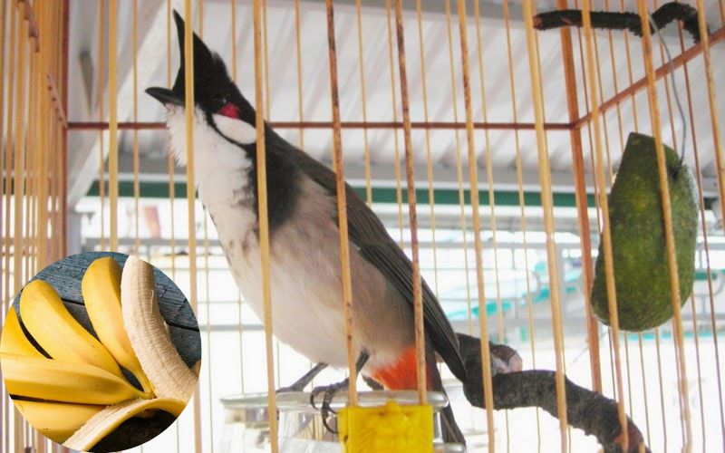 kích lửa chào mào