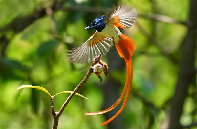 Top 10 loài chim đẹp nhất thế giới