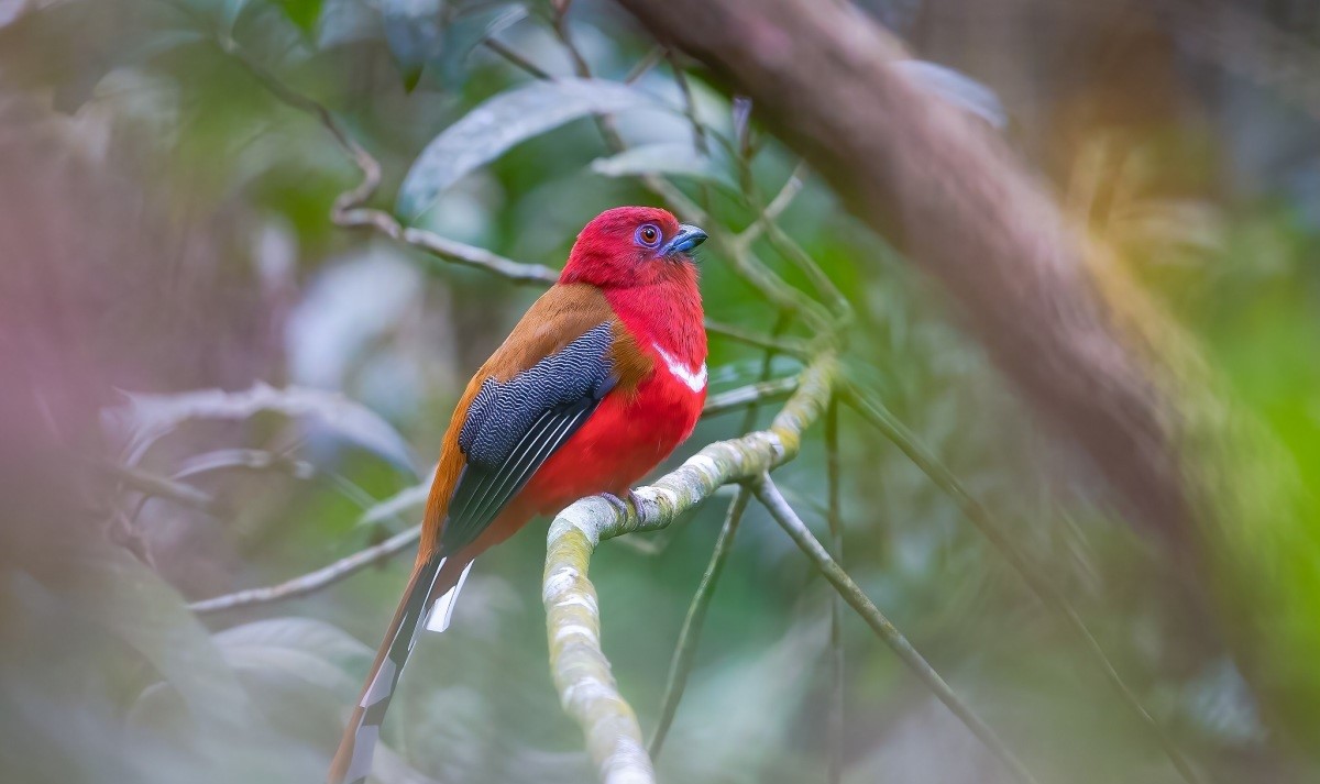 Top những giống chim cảnh chịu được thời tiết nóng