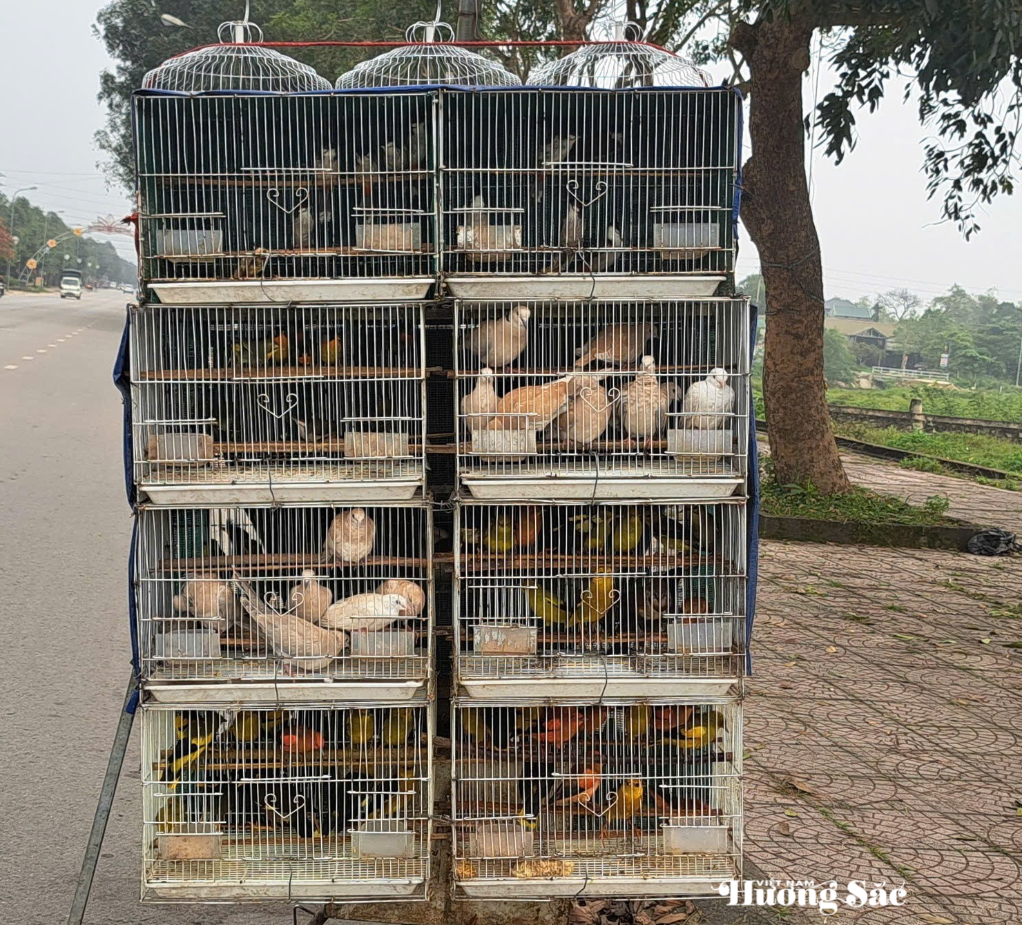 Nuôi nhốt chim hoang dã: Những thủ tục bắt buộc phải hoàn thiện Nuôi nhốt chim hoang dã: Những thủ tục bắt buộc phải hoàn thiện