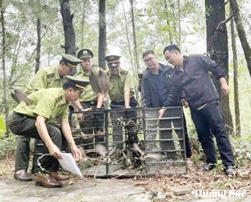 Nuôi nhốt chim hoang dã: Những thủ tục bắt buộc phải hoàn thiện Nuôi nhốt chim hoang dã: Những thủ tục bắt buộc phải hoàn thiện