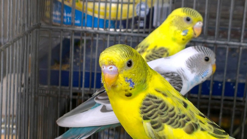 Chim Yến Phụng Chim Yến Phụng