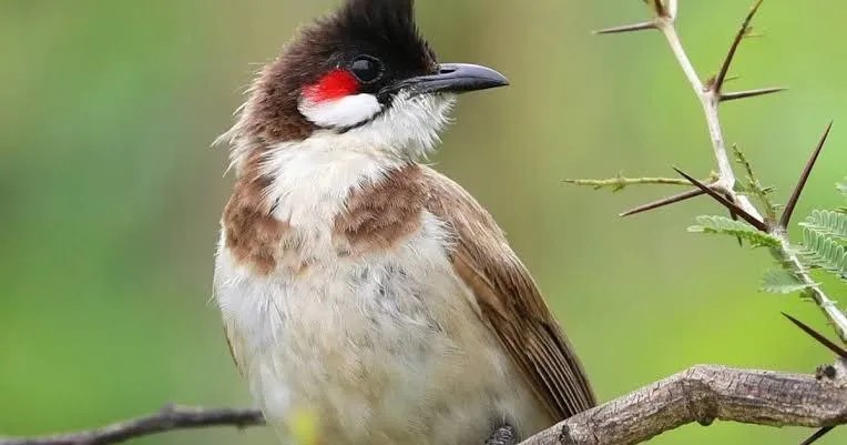 Chim chào mào: Hướng dẫn nuôi, chăm sóc và huấn luyện từ A-Z