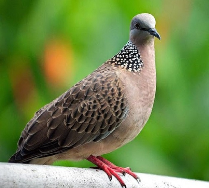 Chim Cu Gáy Đặc Điểm, Tập Tính Và Cách Nuôi Chim Cu Gáy Đặc Điểm, Tập Tính Và Cách Nuôi