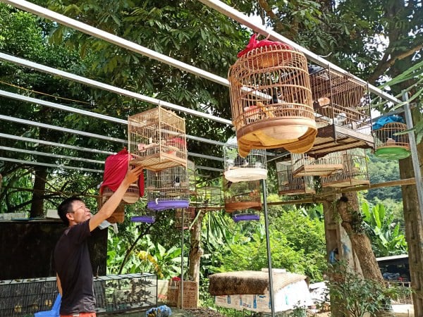 Hé lộ tuyệt chiêu nuôi chim, chơi chim cảnh của 1 "cao thủ" tỉnh Cao Bằng - Ảnh 1. Hé lộ tuyệt chiêu nuôi chim, chơi chim cảnh của 1 "cao thủ" tỉnh Cao Bằng - Ảnh 1.