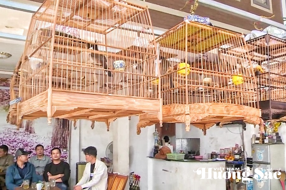 Huế: Sau gần một tháng chỉ có một người đăng ký nuôi chim hợp pháp