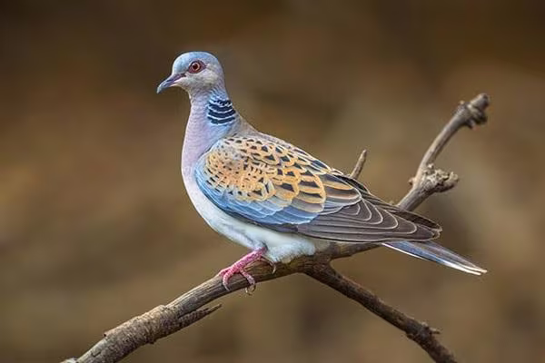 Cu gáy là một loài chim thuộc họ bồ câu, loài này rất quen thuộc với nông dân Việt Nam. Khắp các vùng đồng bằng đều có thể dễ dàng bắt gặp chim cu gáy với cái đầu tròn và nhỏ, thân hình trái xoài. Đặc biệt tiếng hót với 4 màu giọng khác nhau nên rất được những nghê nhận nuôi chim yêu thích và lựa chọn.
