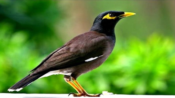 Những loài chim cảnh phổ biến thường được chăm sóc tại Việt Nam
