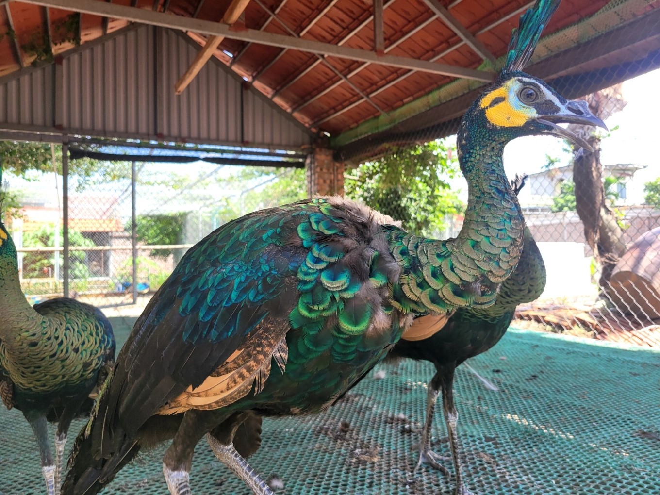 Thị trường chim cảnh tại Việt Nam: Tiềm năng kinh tế và xu hướng phát triển