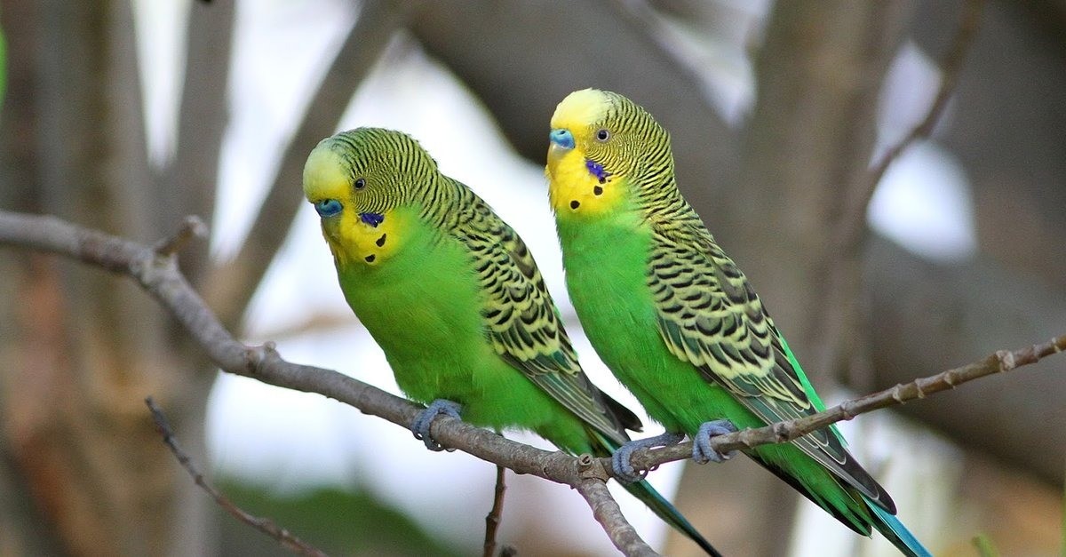 Top 5 loài chim cảnh vừa đẹp, vừa hót hay, lại mang may mắn về cho gia chủ Top 5 loài chim cảnh vừa đẹp, vừa hót hay, lại mang may mắn về cho gia chủ