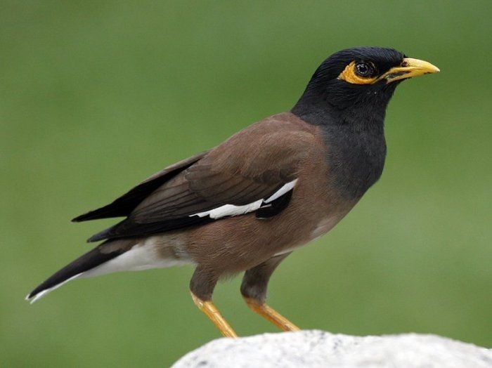 Top 5 loài chim cảnh vừa đẹp, vừa hót hay, lại mang may mắn về cho gia chủ Top 5 loài chim cảnh vừa đẹp, vừa hót hay, lại mang may mắn về cho gia chủ