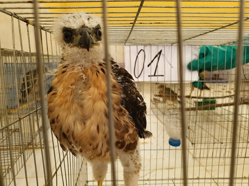 Cảnh báo tình trạng nuôi và huấn luyện chim săn mồi quý hiếm trái phép