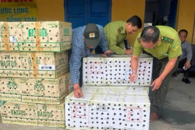 Kiểm lâm Huế từng phát hiện, thả khoảng 1000 cá thể chim chào mào được săn bắt trái phép tập kết tại bến xe phía bắc vào cuối năm 2024. 